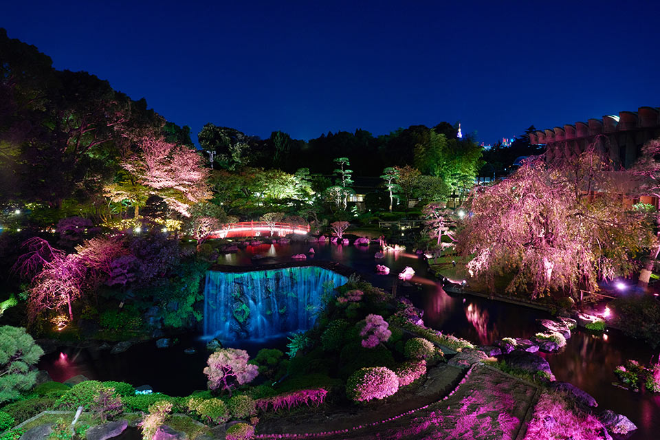 東京「夜桜」ライトアップ