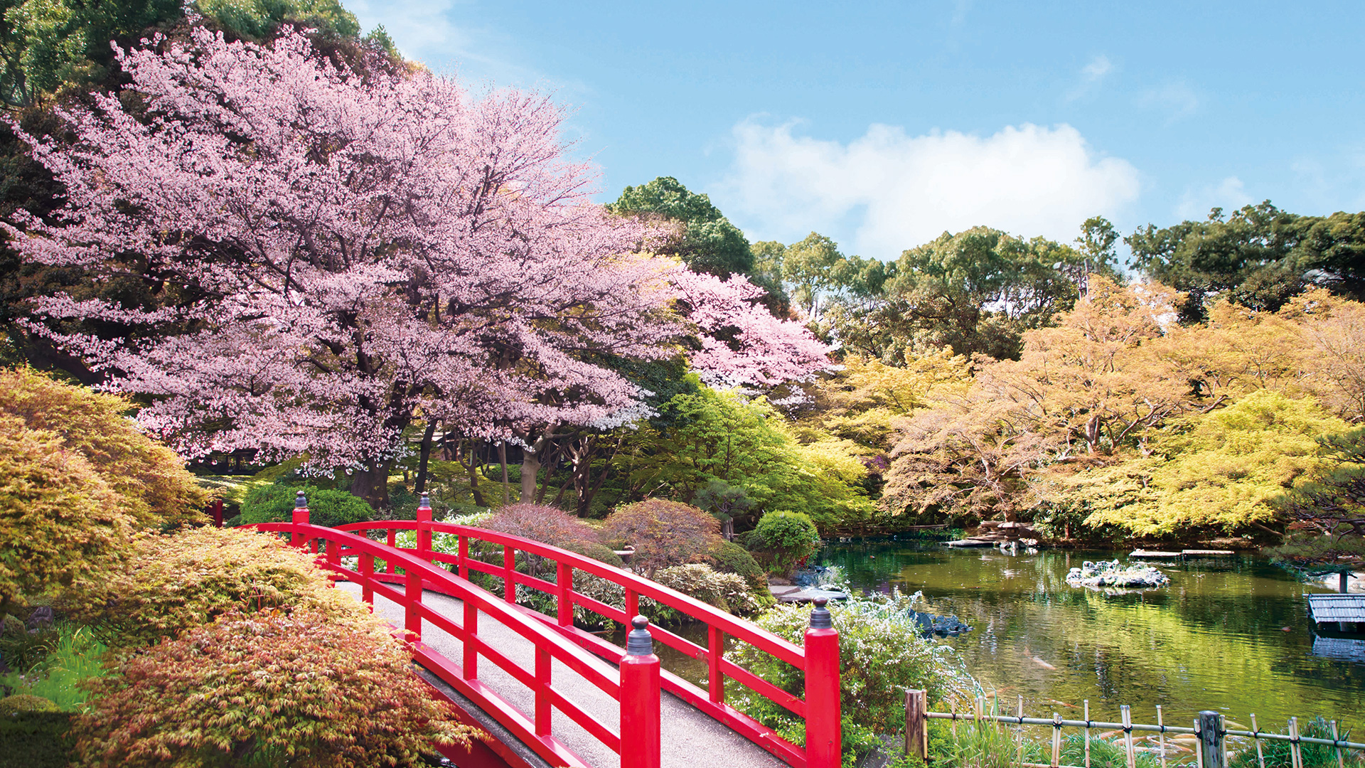 Cherry Blossoms in the Japanese Garden