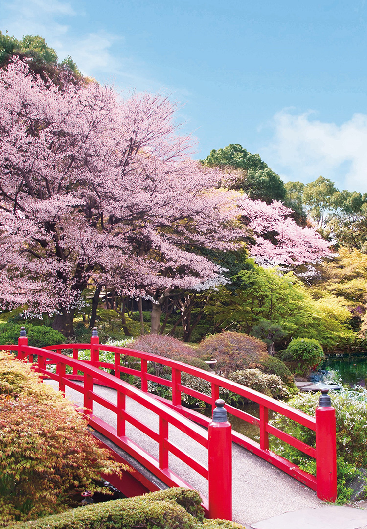 春めく日本庭園でお花見を