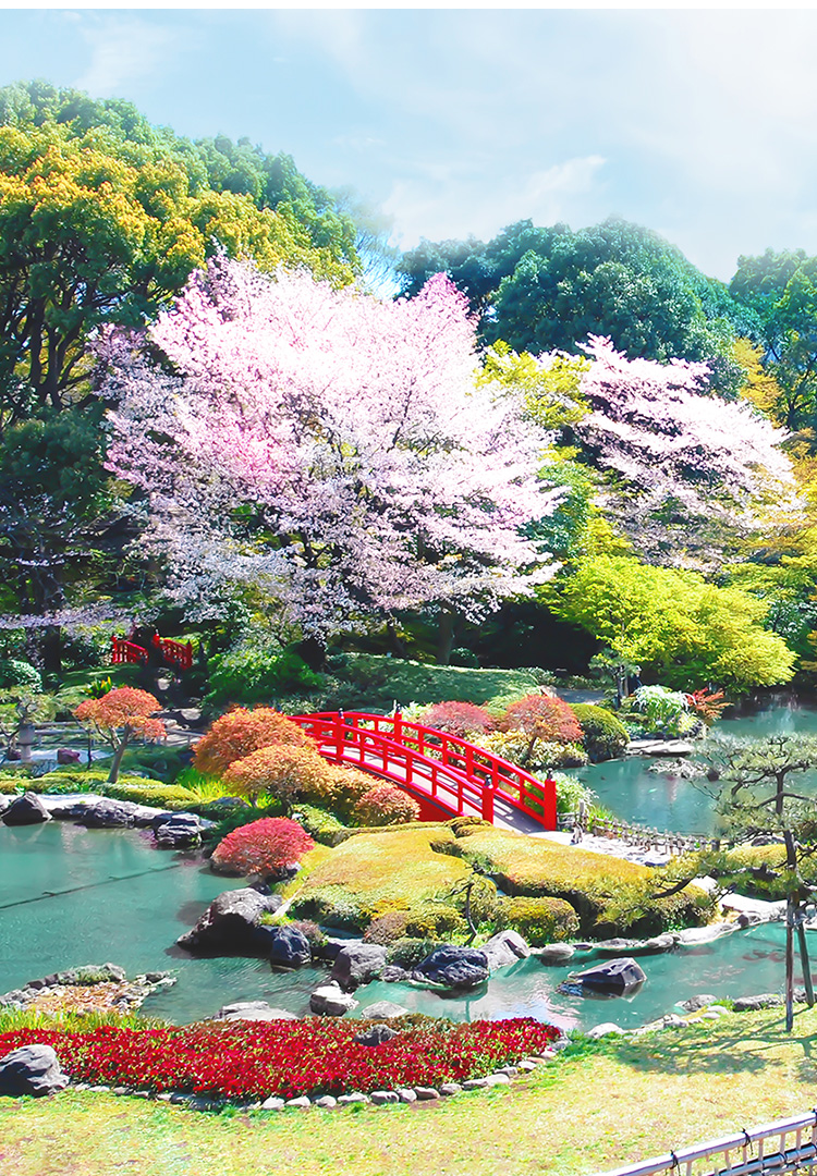  Cherry Blossoms in the Japanese Garden