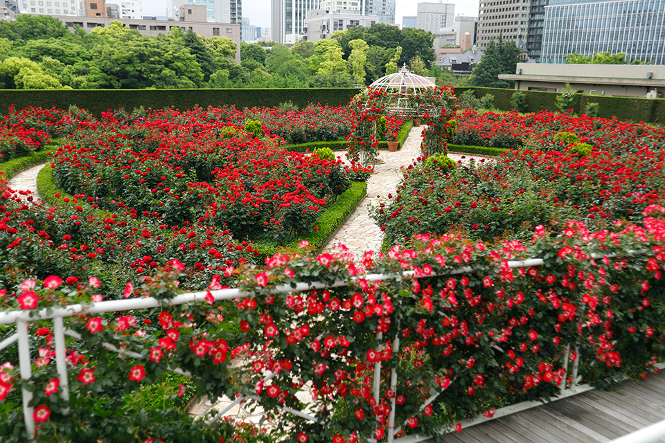 桜の次は満開の