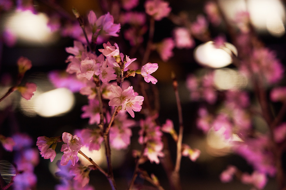 illuminated decorations of fresh cherry branches