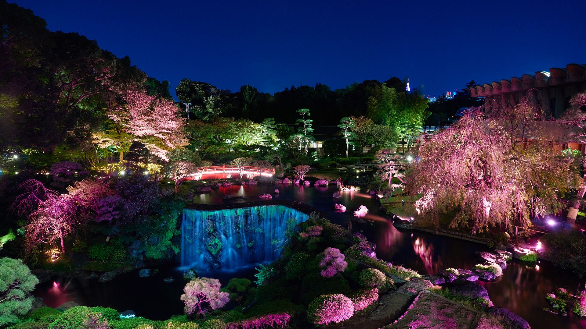 Cherry Blossoms in the Japanese Garden